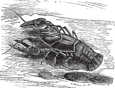 龙虾或龙虾或Astacus螺旋藻 古代雕刻插图海洋小龙虾淡水美食绘画动物学海鲜动物群动物图片