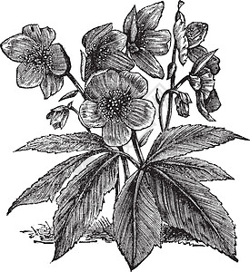 黑色黑黑海勒巴或圣诞玫瑰或旧年e绘画藜芦雕刻植物学玫瑰艺术品古董植物艺术植物群图片