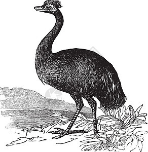 Emu或古代雕刻艺术荒野绘画动物群蚀刻动物动物学艺术品脊椎动物野生动物图片