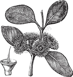 或古典雕刻植物学插图绘画花园植物群植物园艺种子叶子桉树图片