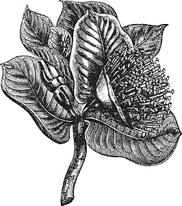 Mottlecah 或古代雕刻植物学桉树树胶艺术植物娘科鹿茸古董植物群绘画图片