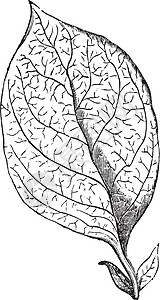 网纹叶复古雕刻植物插图蚀刻静脉古董脉络边缘羽状叶子艺术图片