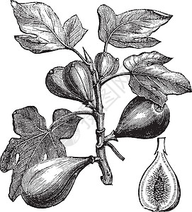 普通无花果或无花果绘画植物学药品插图植物群水果灌木荔枝花园叶子图片