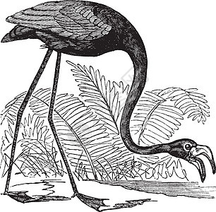 常见的火烈鸟或 或橡胶野生动物雕刻荒野艺术翅膀绘画艺术品羽毛群居图片