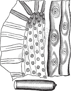 Stigmaria复古雕刻煤炭植物学蚀刻孢子艺术品刀刃植物群化石插图叶子图片