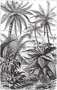 亚伯白 古老雕刻的插图白色古董森林煤炭蕨类艺术品艺术树状叶子绘画图片