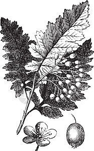 白灰或弗拉克西努斯 美国古代雕刻植物艺术古董植物学农业水曲柳草图打印蚀刻绘画图片