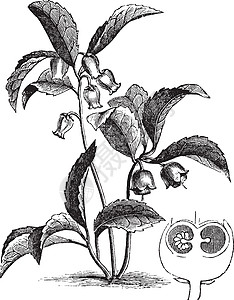 或东方茶莓老古代雕刻的文笔古董绘画植物群艺术树叶艺术品花朵地面俯卧撑浆果图片