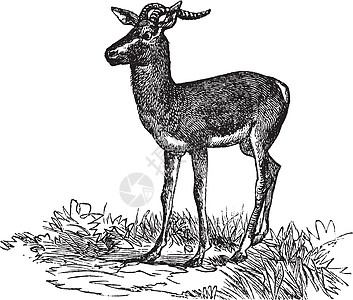 苏默林的加泽尔或纳杰罗沙默灵二古代雕刻牛科艺术野生动物生物学羚羊脊椎动物蚀刻动物学草原草图图片