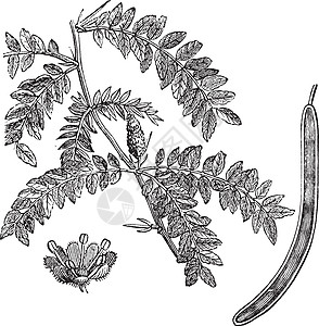 蜜蜂蝗虫或Gleditsia 三亚康太人古代雕刻插图古董豆类植物群植物学皂角农业植物刺槐药品图片