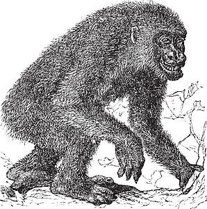 高戈古代雕刻大猩猩插图艺术品哺乳动物生物人科动物学绘画跑步艺术图片