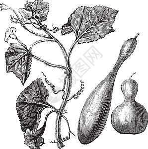 Calabash或Lagenaria 粗俗古老的雕刻蔬菜瓶子藤蔓古董绘画农业插图药品艺术品艺术图片