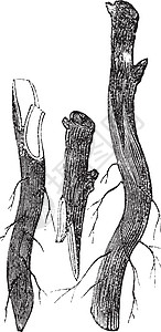 图 3  衣领上的鞭嫁或舌嫁蚀刻传播库存艺术品植被砧木艺术舌头绘画接穗图片