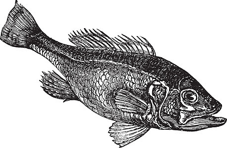 大口大嘴低音米克罗密特地沙摩底或宽嘴低音大口绘画大嘴海鲜艺术品鲑鱼古董蚀刻雕刻嘴巴图片