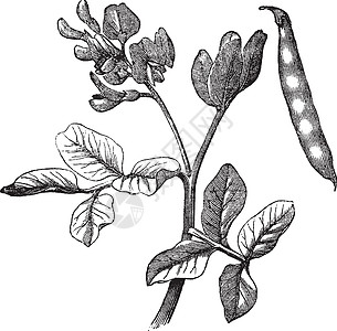 普通豆类Schechollus粗俗古代雕刻种子植物古董幼苗艺术品静脉营养农业绘画菜豆图片