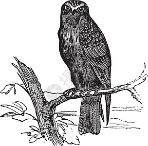 欧亚Hobby或Falco亚丁基古老雕刻动物艺术品艺术爱好翅膀荒野古董鸟类插图蚀刻图片