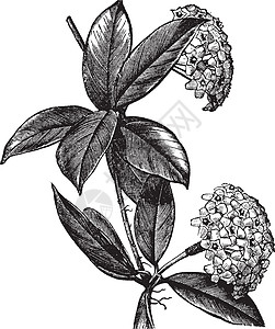 或蜡植物古代雕刻植物学古董绘画草图蚀刻插图树叶花园肉桂星形图片