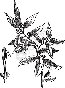 湾叶或甜湾 古老的雕刻香料艺术品艺术树叶插图食物营养植物灌木桂冠图片