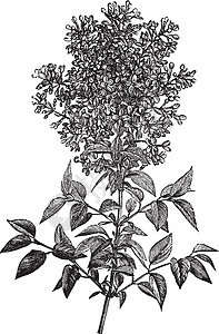 Syringa 粗俗利拉克或普通Lilac古老雕刻叶子艺术品艺术蚀刻热带植物白色绘画花瓣紫色图片