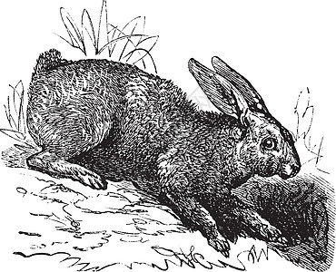 北兔或雪鞋哈雷长年雕刻动物动物群白色兔子绘画荒野艺术品艺术野生动物野兔图片