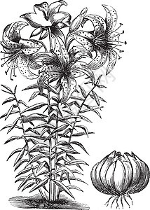 镀金百合艺术品古董植物叶子金光花粉绘画植物学花瓣插图图片