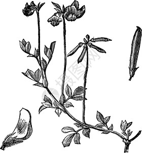 鸟的脚底酸油或玉米花状莲 古代雕刻草图树叶豆类植物群植物学鹿茸艺术品青贮饲料花朵图片