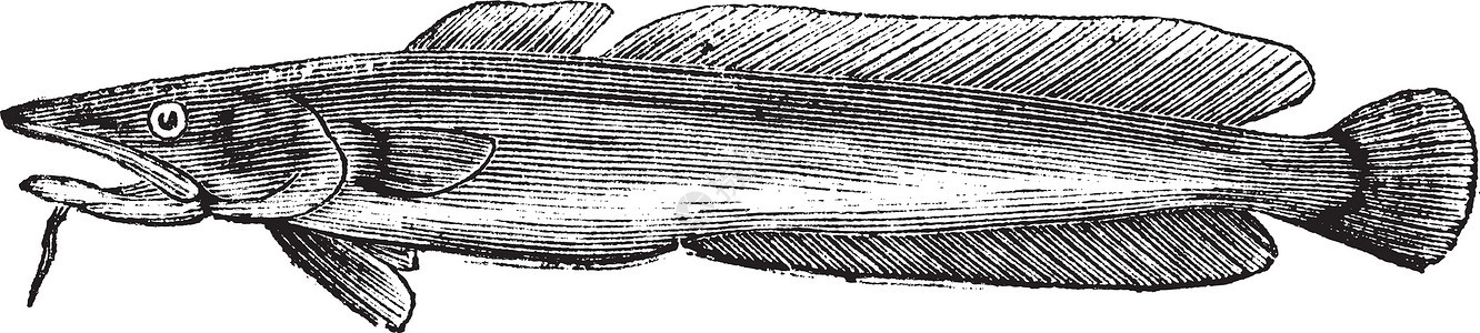常用林或莫瓦摩尔瓦古老雕刻蚀刻插图古董海鲜动物艺术品生物学草图美味荒野背景图片