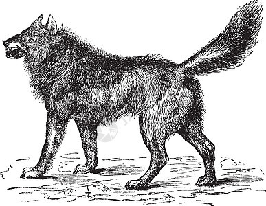 欧亚狼或古典雕刻生物草图动物学艺术品动物野生动物脊椎动物狼疮蚀刻犬科图片