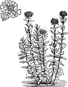 耶路撒冷交叉花朵或莱希尼斯查尔塞多尼卡植物群艺术树叶蚀刻硅烷古董玉髓绘画石竹目燃烧图片