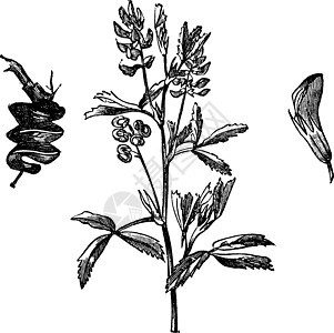 Alfalfa种植地或保健植物古代雕刻花朵豆类农业药品草本植物草图三叶草植物学营养植物群图片