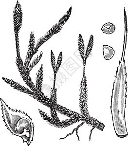 普通夜总会或全阴合金古董雕刻植物群苔藓松树树叶艺术植物艺术品公主狼脚鹿角图片