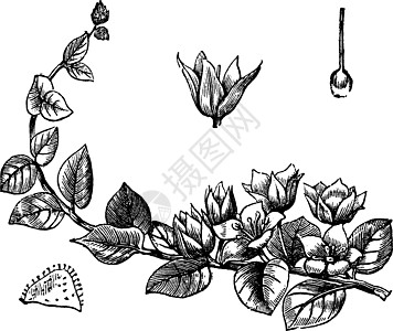 Moneywort 或古董雕刻植物金钱草草图蚀刻便士绘画树叶艺术品艺术植物群图片