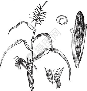 CornMaize 或雕刻玉米芯商品蔬菜玉米植物绘画艺术种子树叶蚀刻图片