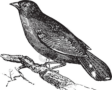 或碳离层古董红皮脊椎动物生物动物学插图羽毛鸟类动物动物群图片