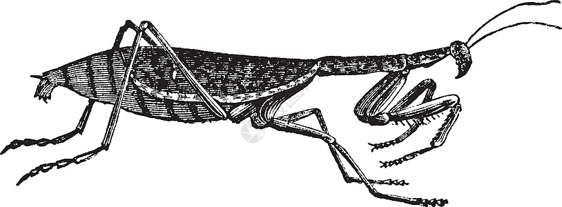欧洲或无脊椎类白蚁古老雕刻昆虫学插图古董草图荒野艺术宗教信仰螳螂捕食者艺术品图片