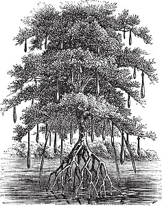 红树林或曼加尔古代雕刻插图红树植物植物学叶子森林漫画艺术品热带草图图片