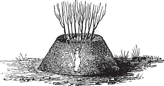 Butte 复古雕刻分层种植植物植物学植物群白色蚀刻艺术插图技术古董图片