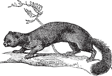 欧洲松貂或貂貂复古雕刻红褐色松树动物黄鼠狼毛皮哺乳动物生物蚀刻动物学绘画图片