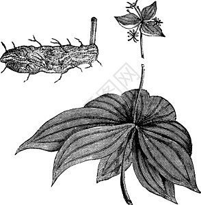 Medeola 处女座或印度黄瓜根 古代雕刻绘画插图蚀刻艺术叶子生活白色古董艺术品植物图片