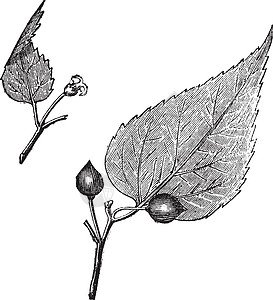 弗吉尼亚黑莓 或生长艺术静脉雕刻白色植物插图水果蚀刻艺术品图片