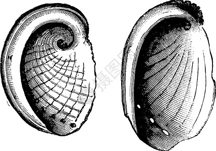 鲍鱼贝壳插画