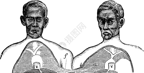 共同轴的上限双胞胎蚀刻古董男性静脉雕刻历史绘画插图数字图片