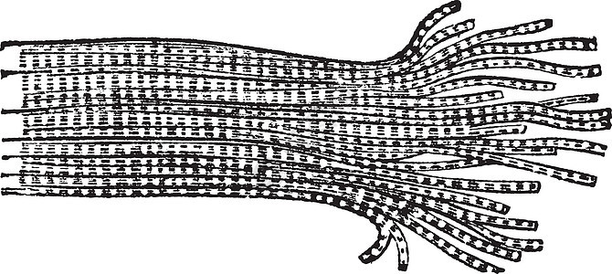 人类肌肉纤维 古代刻字插图组织肌纤维胶原骨骼雕刻身体解剖学古董绘画条纹图片