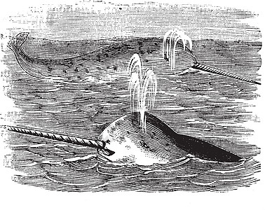 Narwhal 或 Mondidon 单冰激素 刻有文字的老式插图绘画蚀刻獠牙脊椎动物艺术品捕食者食肉艺术麒麟海洋图片