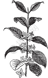 Buckthorn 或雕刻的老式插图鼠李植物群草本植物叶子灌木泻药古董种子花园植物学图片