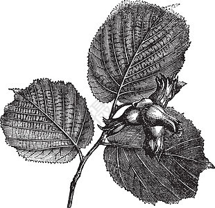 Hazel 或重写插图水果坚果种子榛子古董树叶植物群蚀刻植物学植物图片