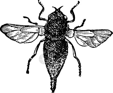 煤气或马机苍蝇老古董雕刻漏洞蚀刻寄生黑色昆虫学昆虫艺术害虫白色野生动物图片