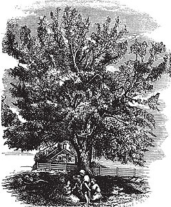 东部黑胡桃木或胡桃木雕刻插图植物核心园艺树叶古董绘画艺术品种子食物水果图片