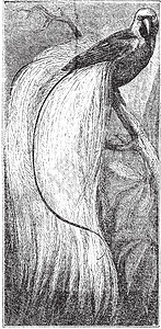 翡翠天堂鸟或白色动物群古董热带绘画雕刻羽毛蚀刻插图艺术图片