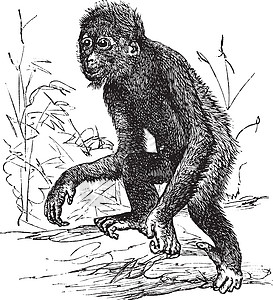 Orangutan 或 Pithecus 萨特鲁斯 古代雕刻猩猩古猿艺术品插图森林绘画古董丛林灵长类野生动物图片